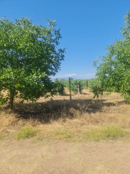 Продавам лозе с десертно грозде в с.Поповица