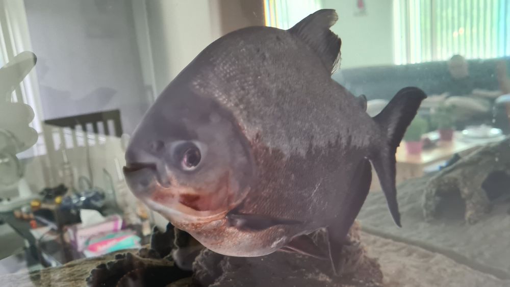 Peste de acvariu Pacu