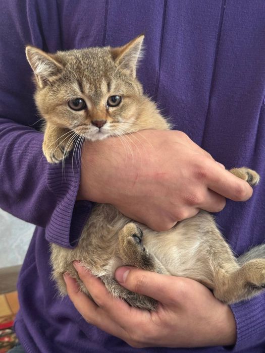 светло золотая шиншилла