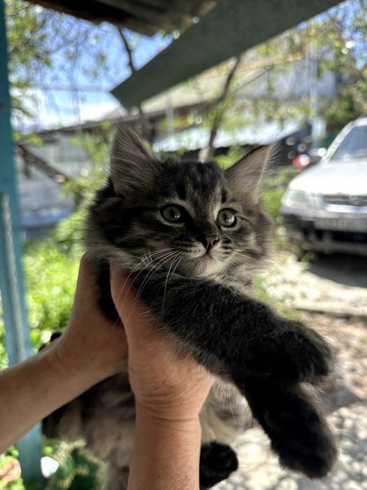 Отдам котят в добрые руки