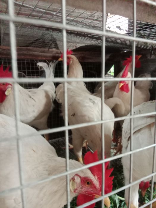 Продам молодых породистых петушков