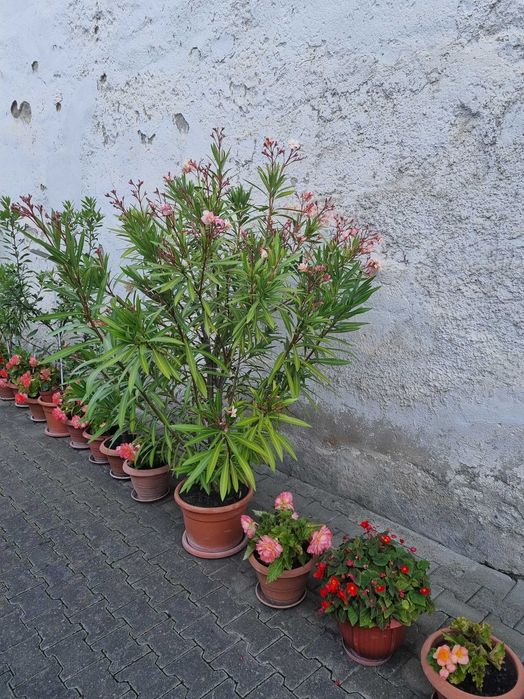 Plante decorative de leandru roz, ideale pentru amenajări exterioare