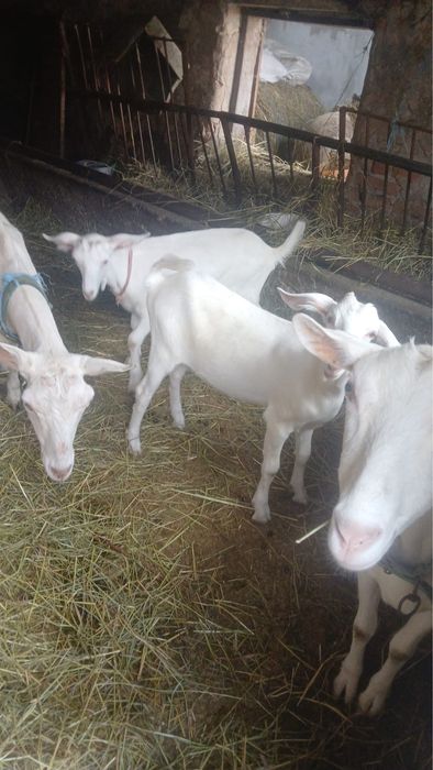 Vand iezi rasa Sannen