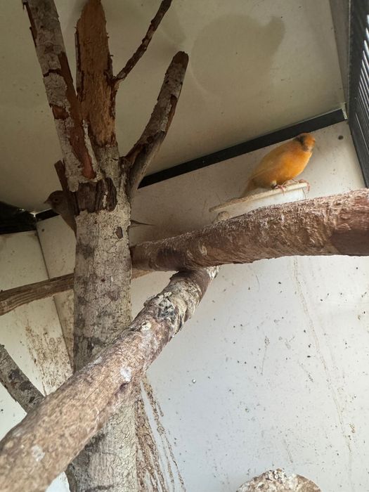 Canari