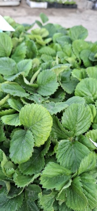 Рассада клубники