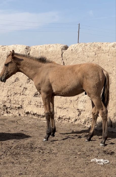 Тазақанды Жабағылар Сатылады