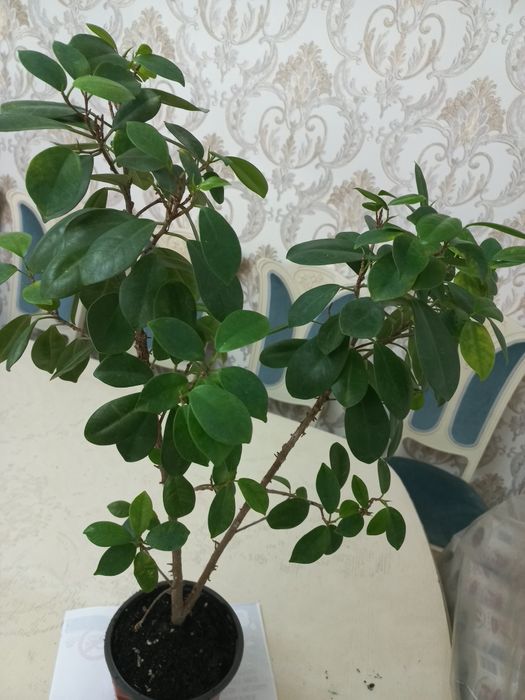 Комнатное растение