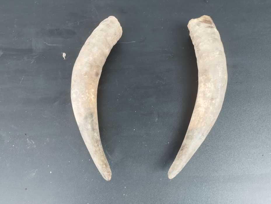 Чифт биволски рога