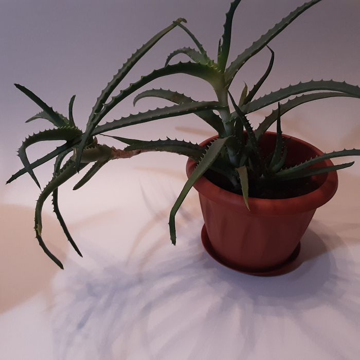 Комнатные цветы - алое лечебное