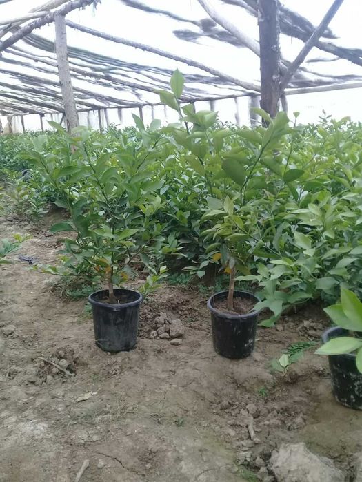 Хосилдорлиги юқори навли лимон. апелсин ва мандарин кўчатларимиз бор .