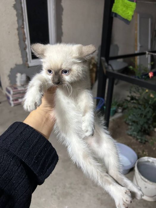 Отдам котёнка в добрые руки