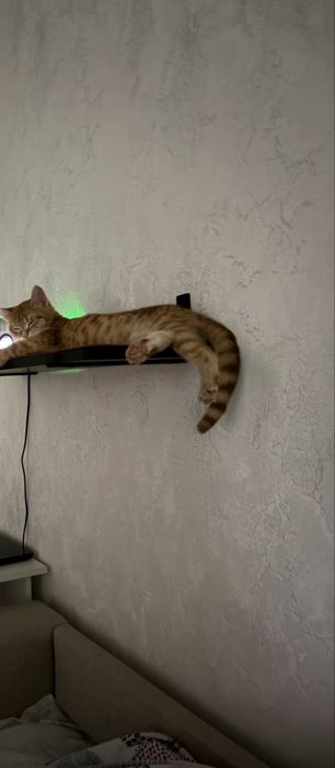 Отдадим в хорошие руки