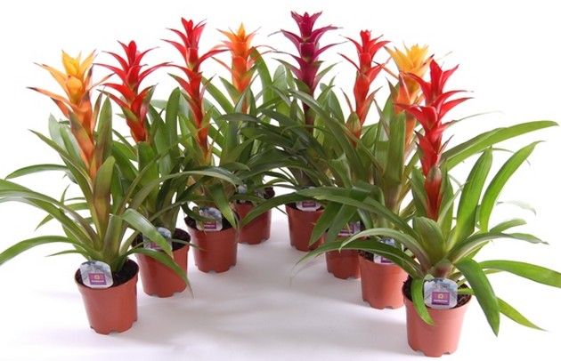 Комнатные цветы и растения