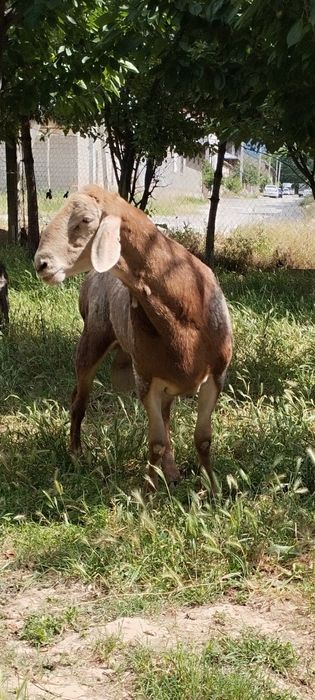 Кучкор кргиздан Кеган срочно сотлади срочно сотлади срочно сотлади сро