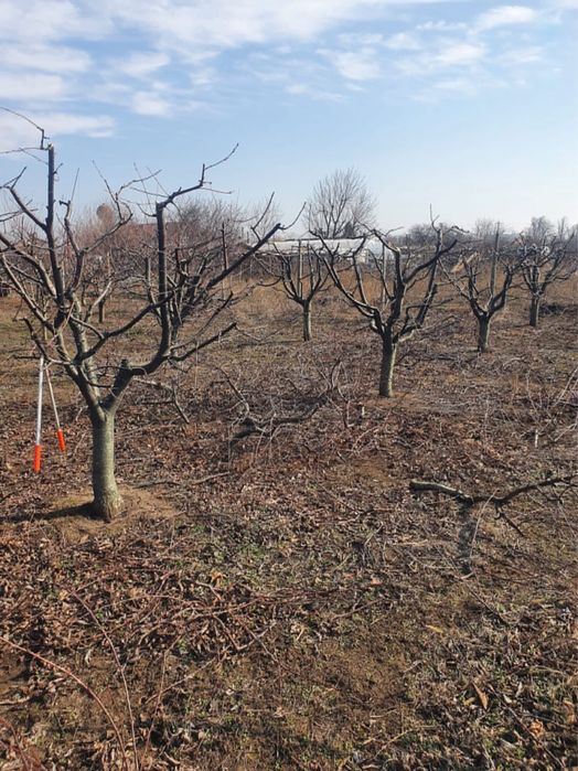 Tualetat pomi pentru primavara