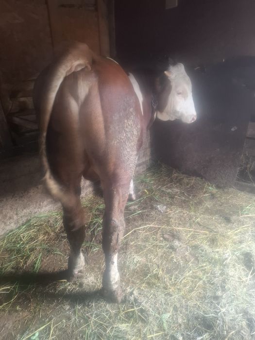 Tăuraș, vârstă 11 luni