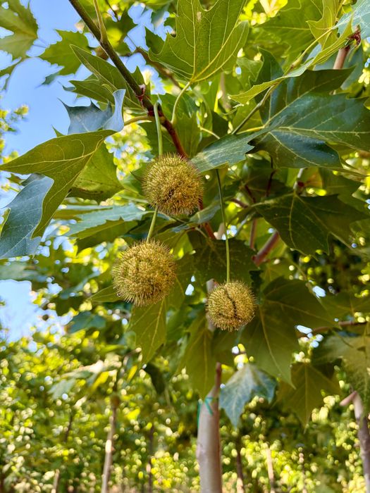 Platanus acerifolia x hybrida - platan