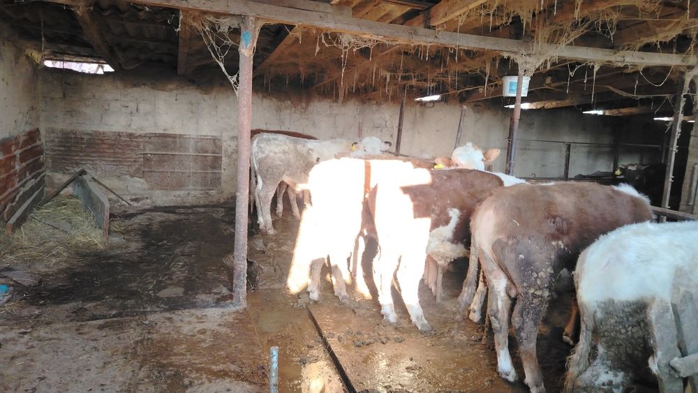 Продам бычков 19 штук