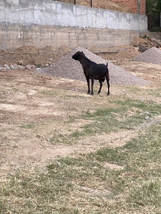 Эчки зотли такачала