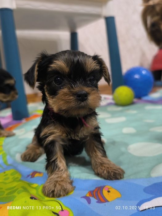 Продам щенят йоркширский терьер