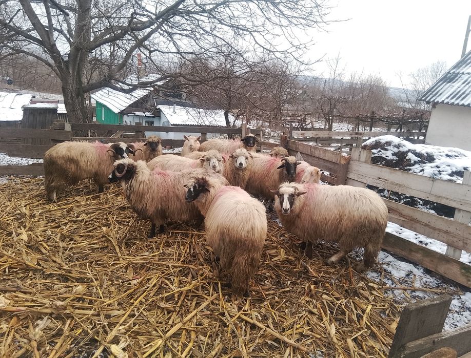 Vând 10 oi și 1 berbec!