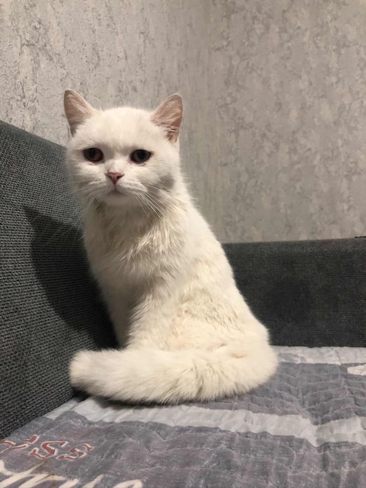 Oq mushuk qolga orgatilingan