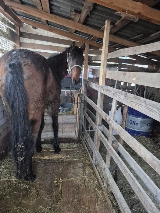 Продаются Тай 1.5 года