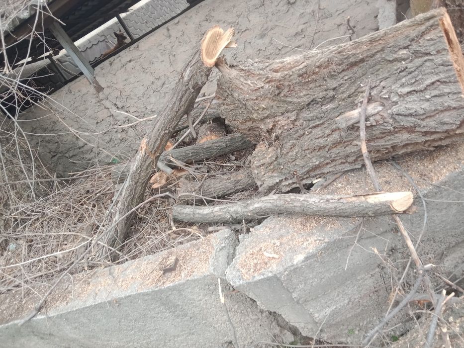 Дрова бесплатно всё