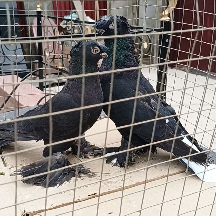 Голуби самка самец