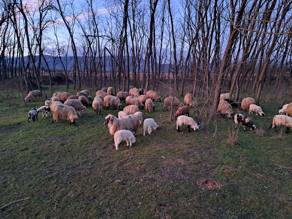 Oi de vînzare cu miei și un berbec