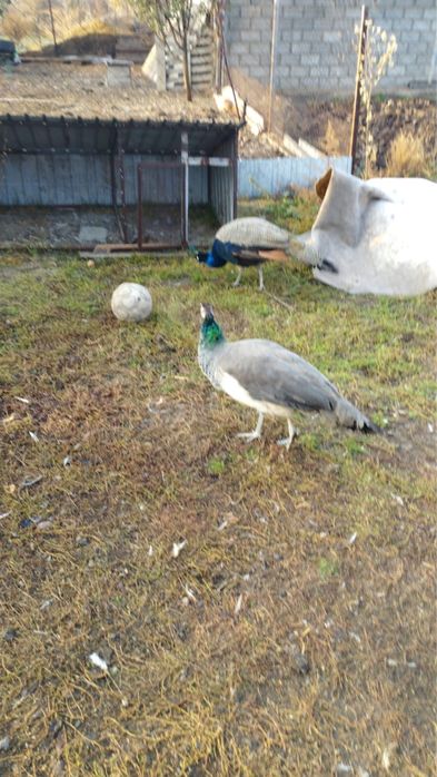 Павлины. 2 самца и 1 самка.