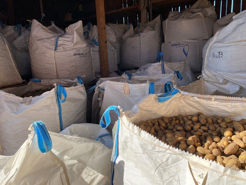 Cartofi consum si samânta