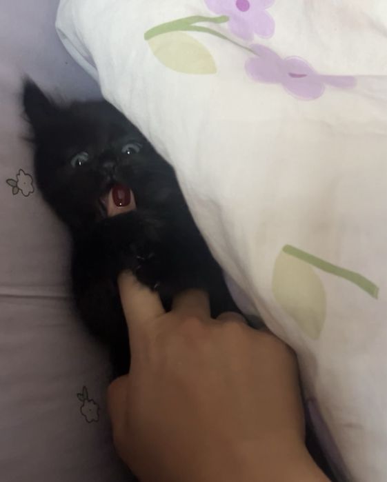 черный котик, 2 месяца Алматы