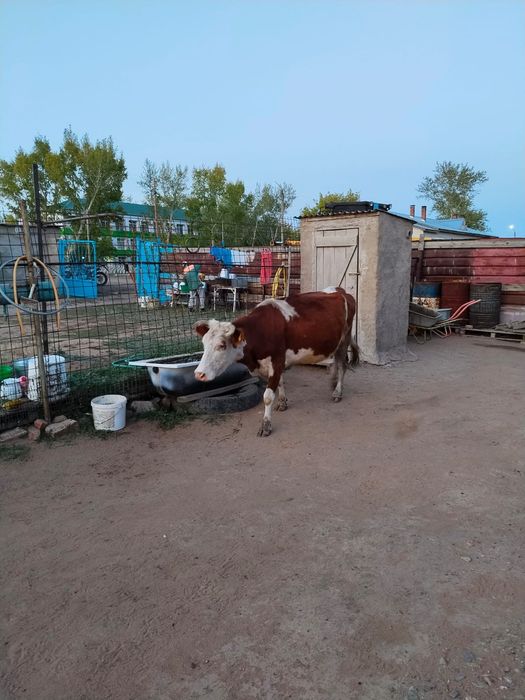 Сиыр сатылады жуас