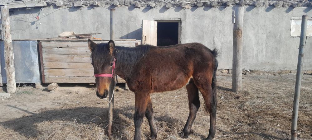 Жабағы сатылады еркек