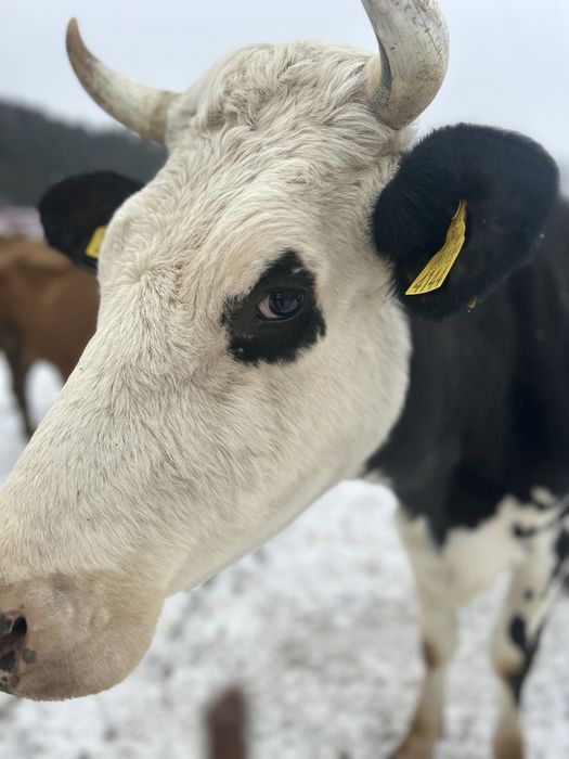 Vaca holstein cu origine