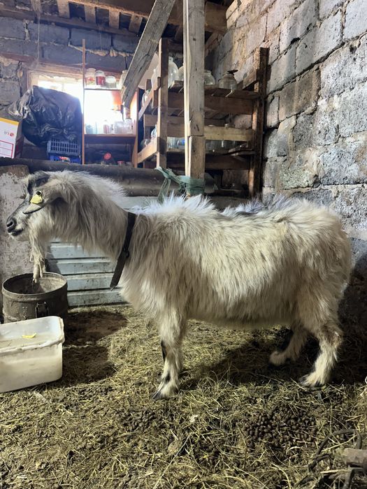 Продам дойную козу