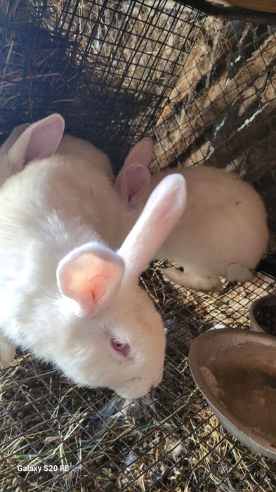 Продам кролов на племя