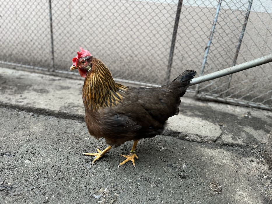 Familie gaini italiana potarnichie