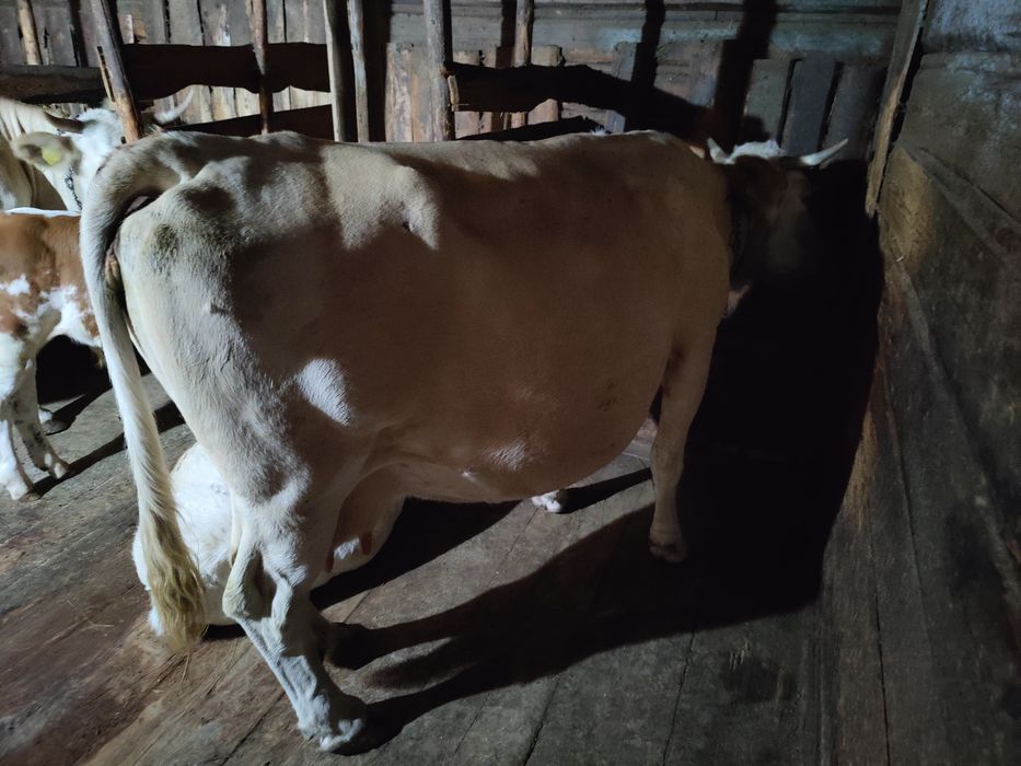 Vaca cu vârsta de 8 ani