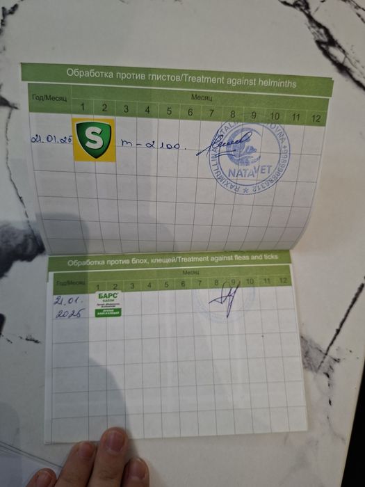 Кошка для вязки золотая шиншила