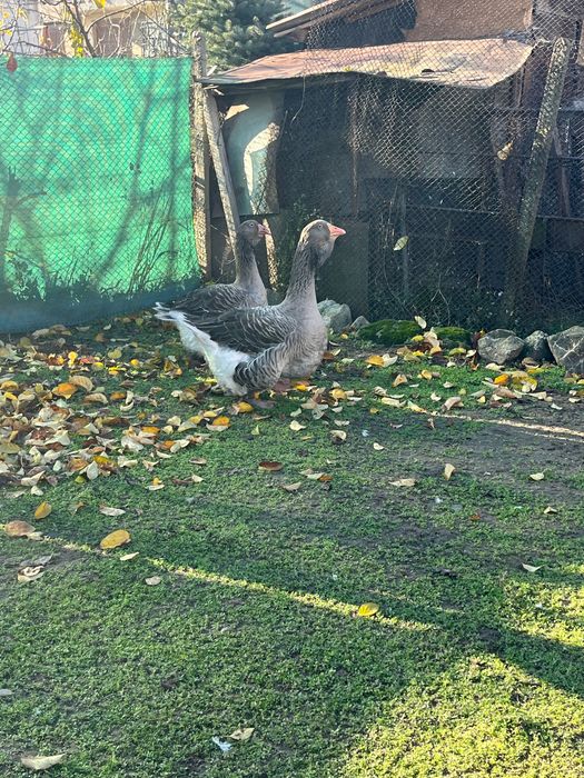 Мъжки тулузки гъсок