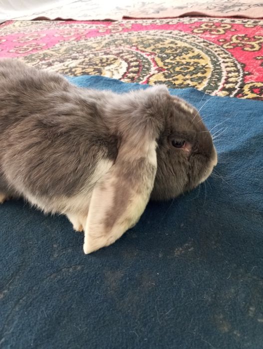 quyon французский baran