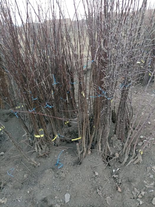 Vand butasi mur soiurile thornfree,navaho,chester,black satin,etc si d