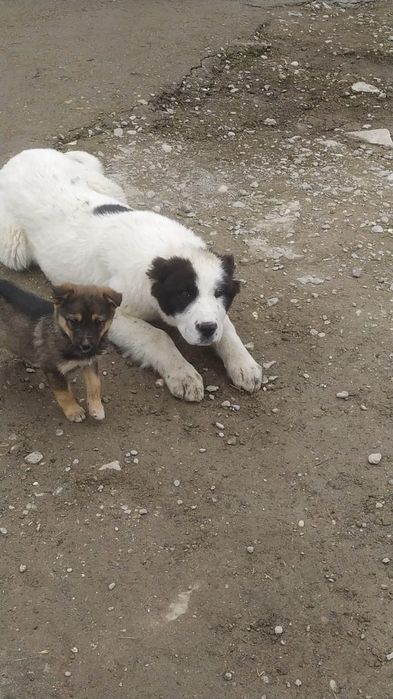 Алабай кушик     .