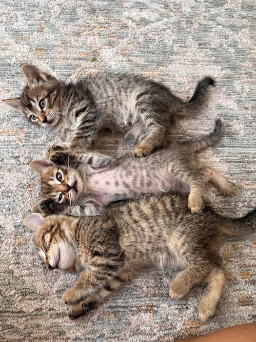 Котята в добрые руки!