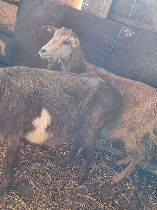 Козите са бремени в 4ти месец