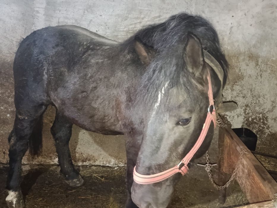 Vind sau schimb cu Duba nu veniți cu toate reginele