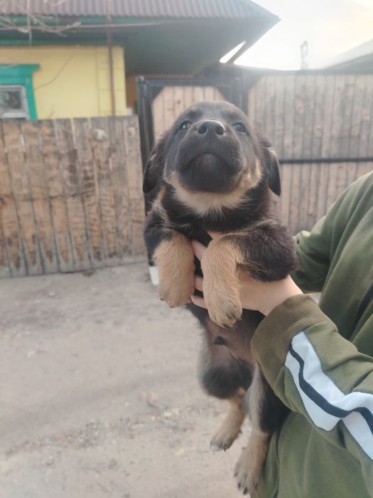 Отдам в хорошие руки щенят
