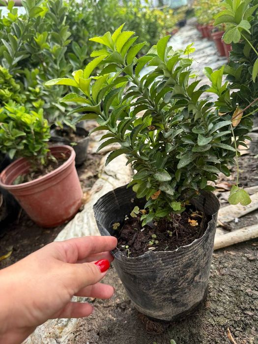 Хар хил турдаги кустарник буталар